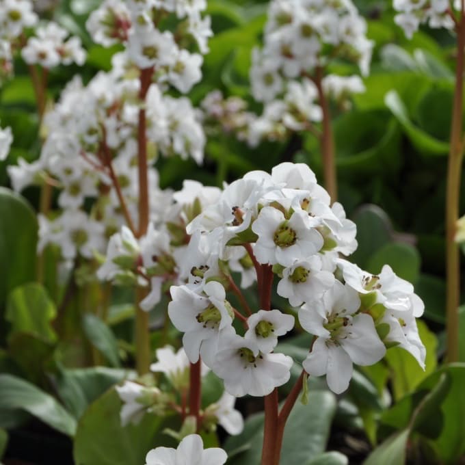 Bergenia cordifolia 'Bressingham White'