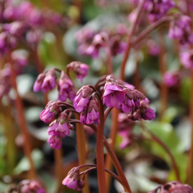Bergenia cordifolia 'Eroica'