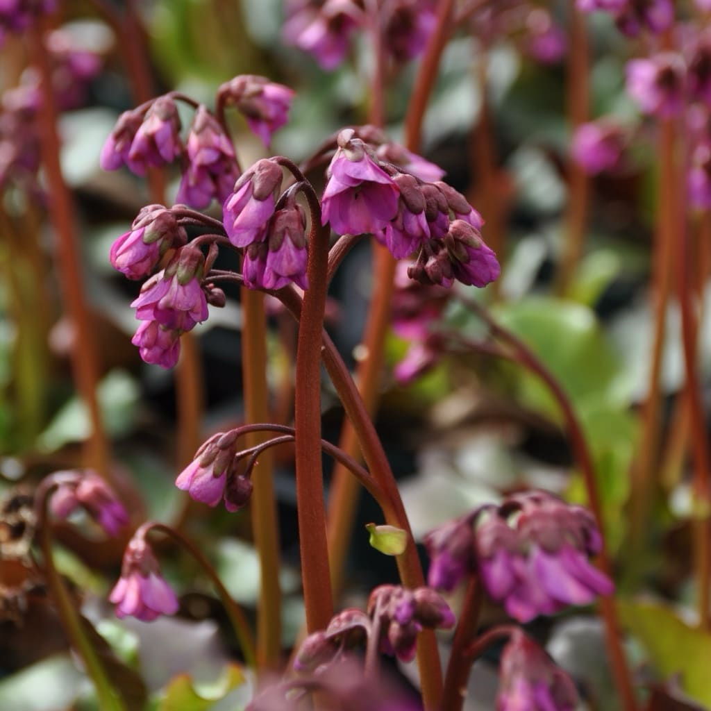 Bergenia cordifolia 'Eroica'