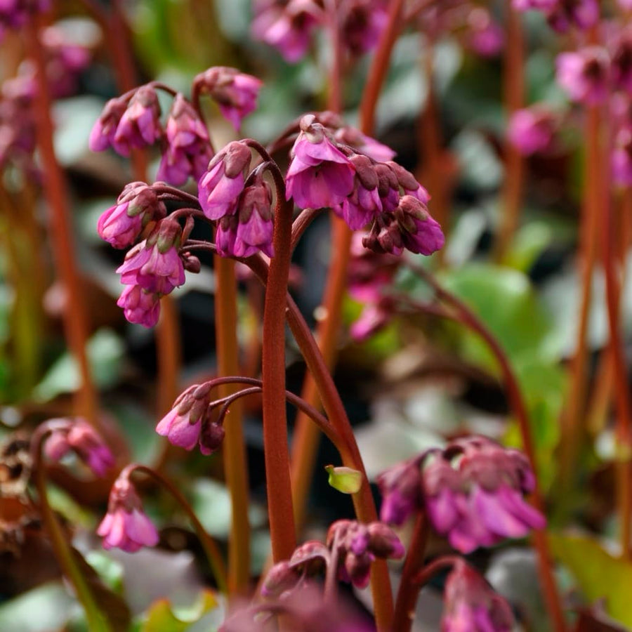 Bergenia cordifolia 'Eroica'