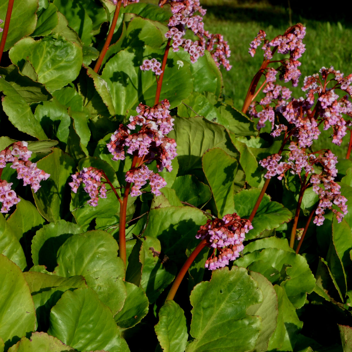 Bergenia cordifolia