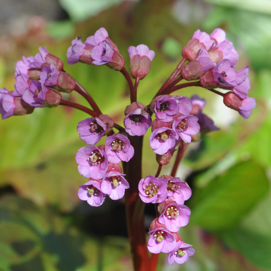 Bergenia cordifolia