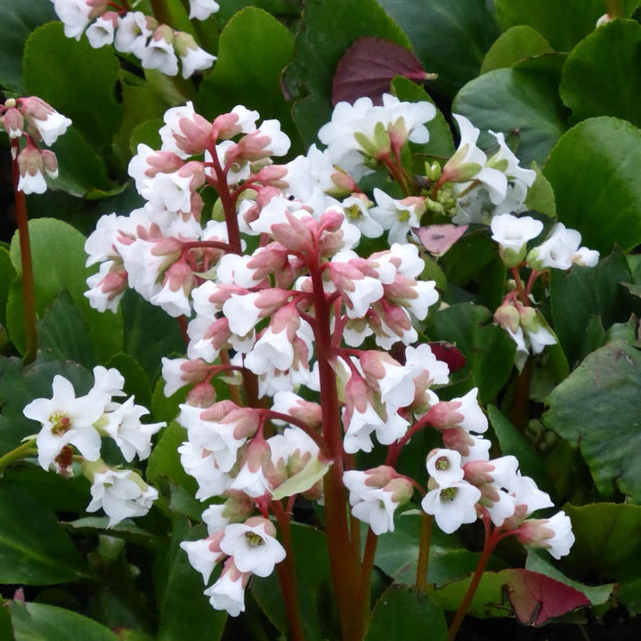 Bergenie 'Bressingham White' Weiß
