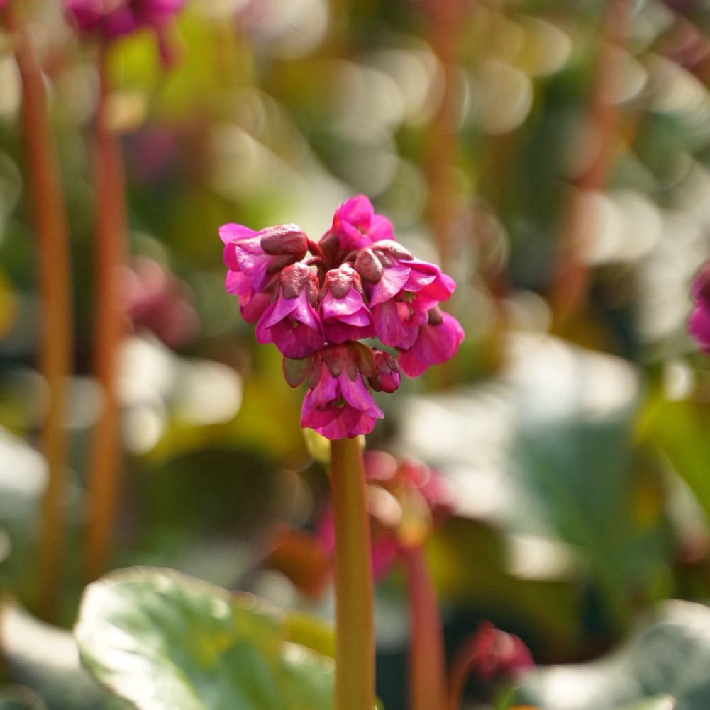 Bergenie 'Eroica' Purpur