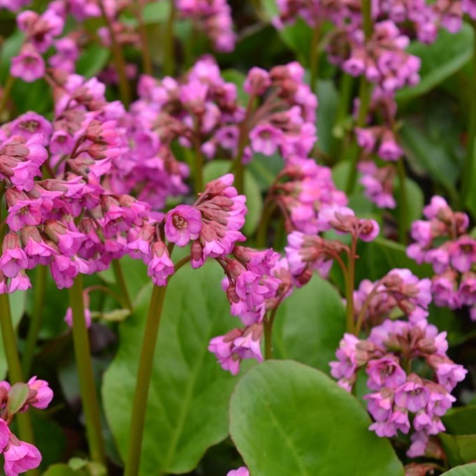 Bergenie 'Eroica' Purpur