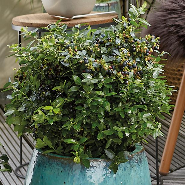 Plantura BrazelBerry® 'BerryBux'® im Topf