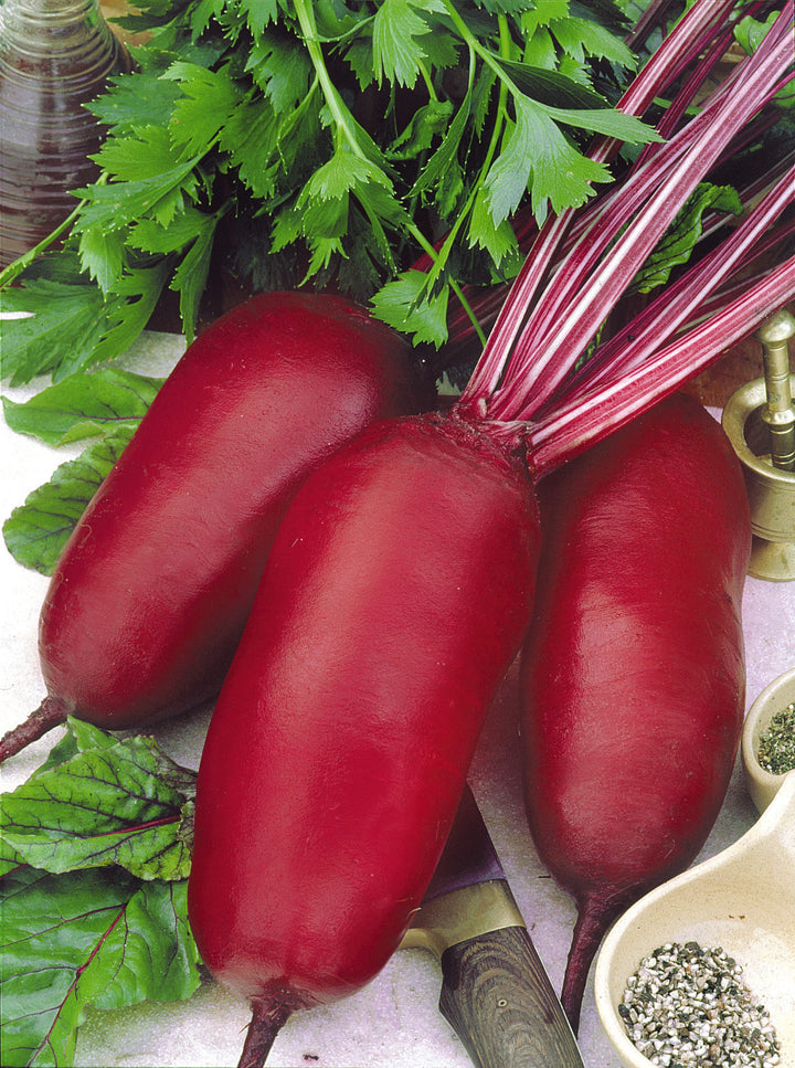 Beta vulgaris var. conditiva 'Cylindra'