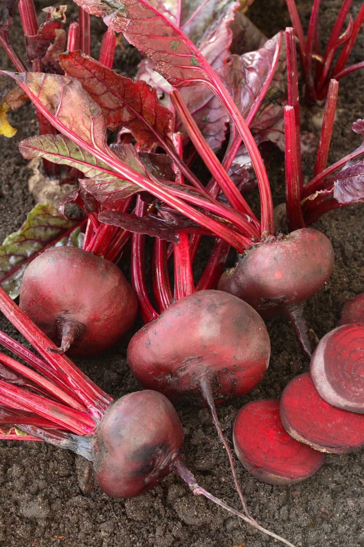Beta vulgaris var. conditiva 'D'