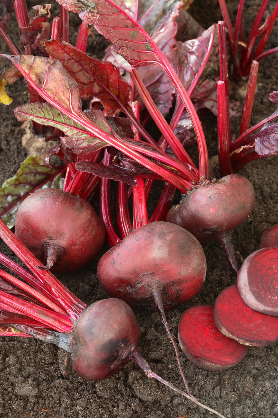 Beta vulgaris var. conditiva 'D'
