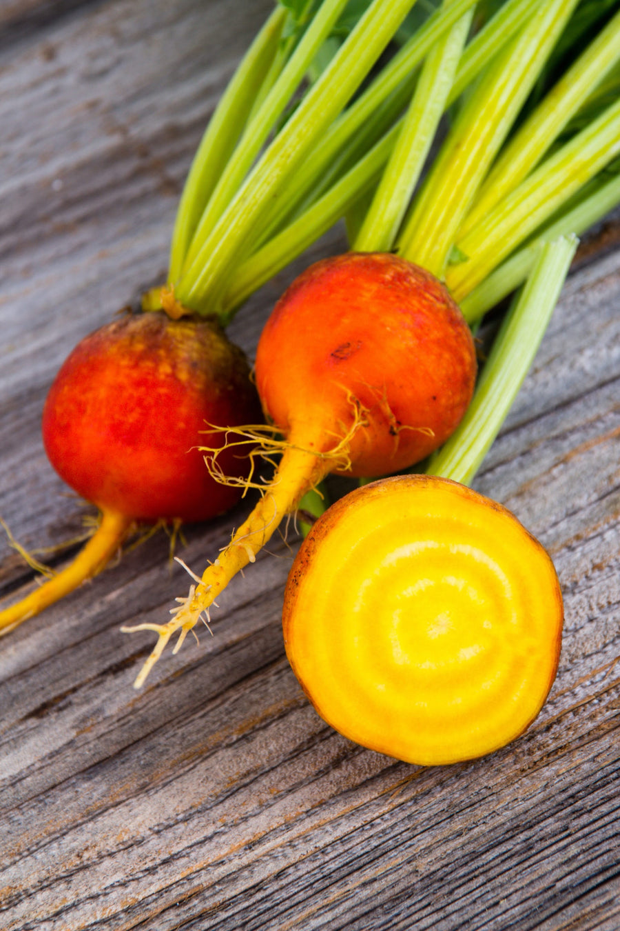 Beta vulgaris var. conditiva 'Golden'