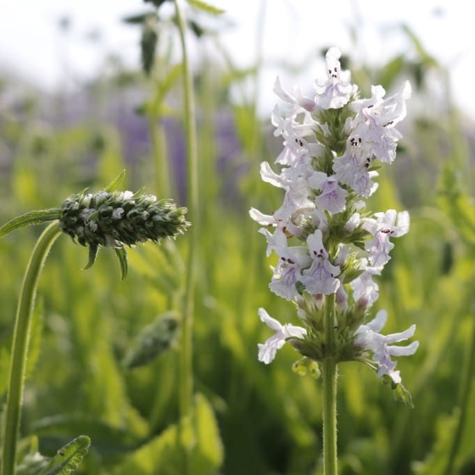 Betonica nivea