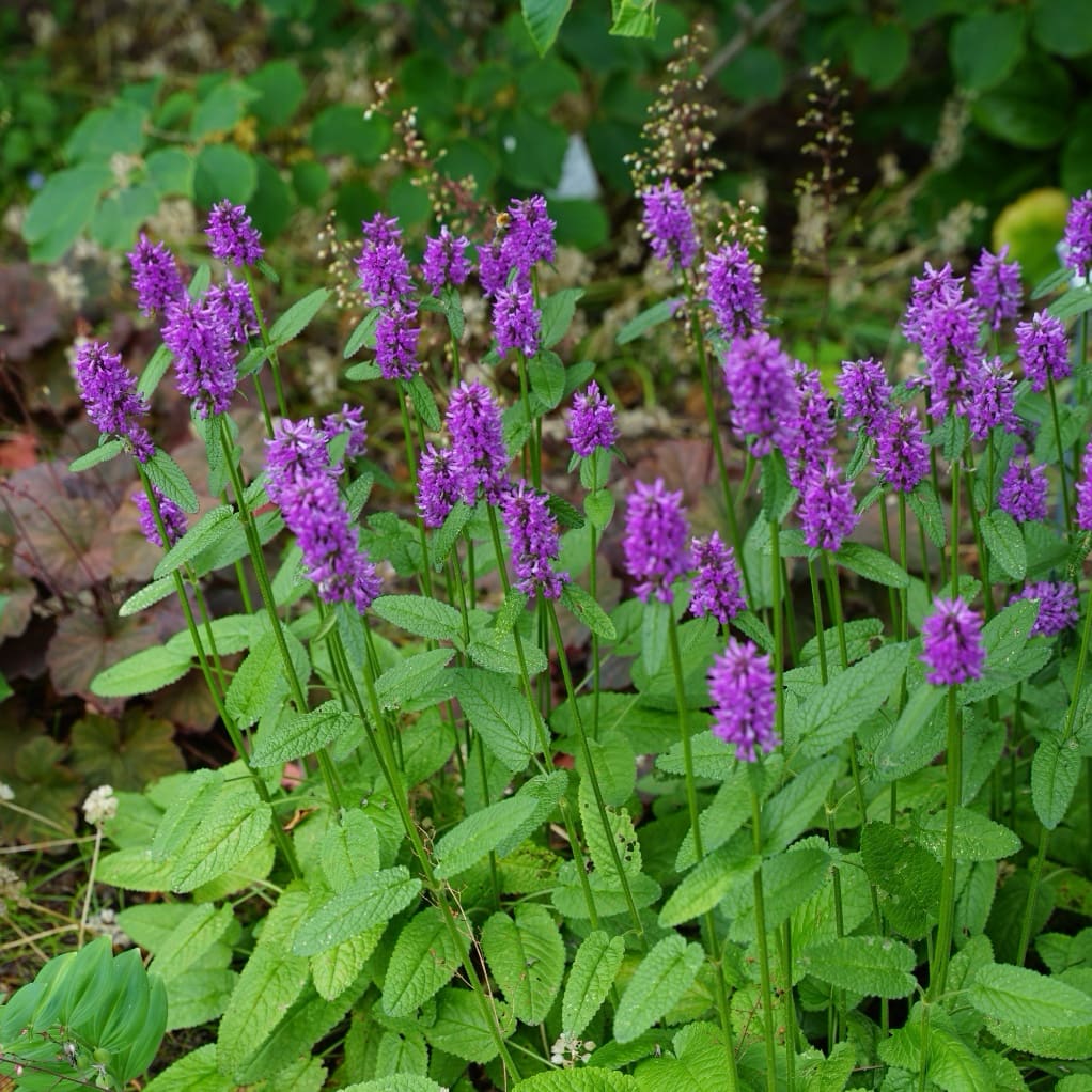 Betonica officinalis 'Hummelo'