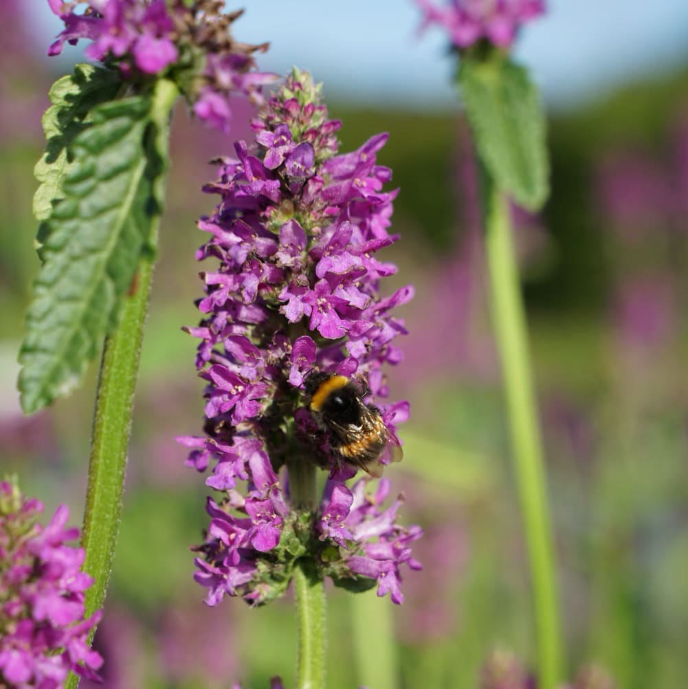Betonica officinalis 'Hummelo'