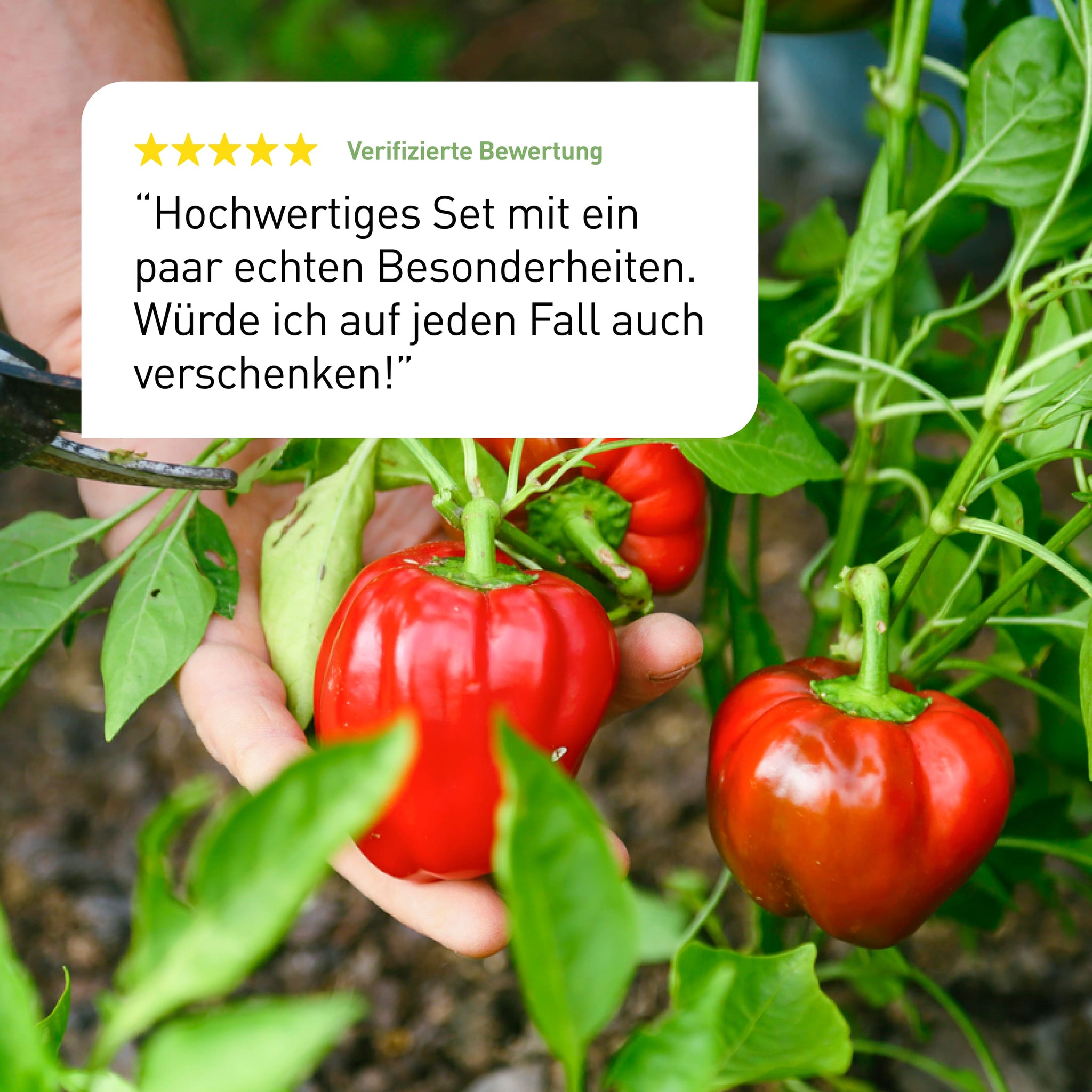 Bewertung des Plantura Bio-Paprika Samen-Sets