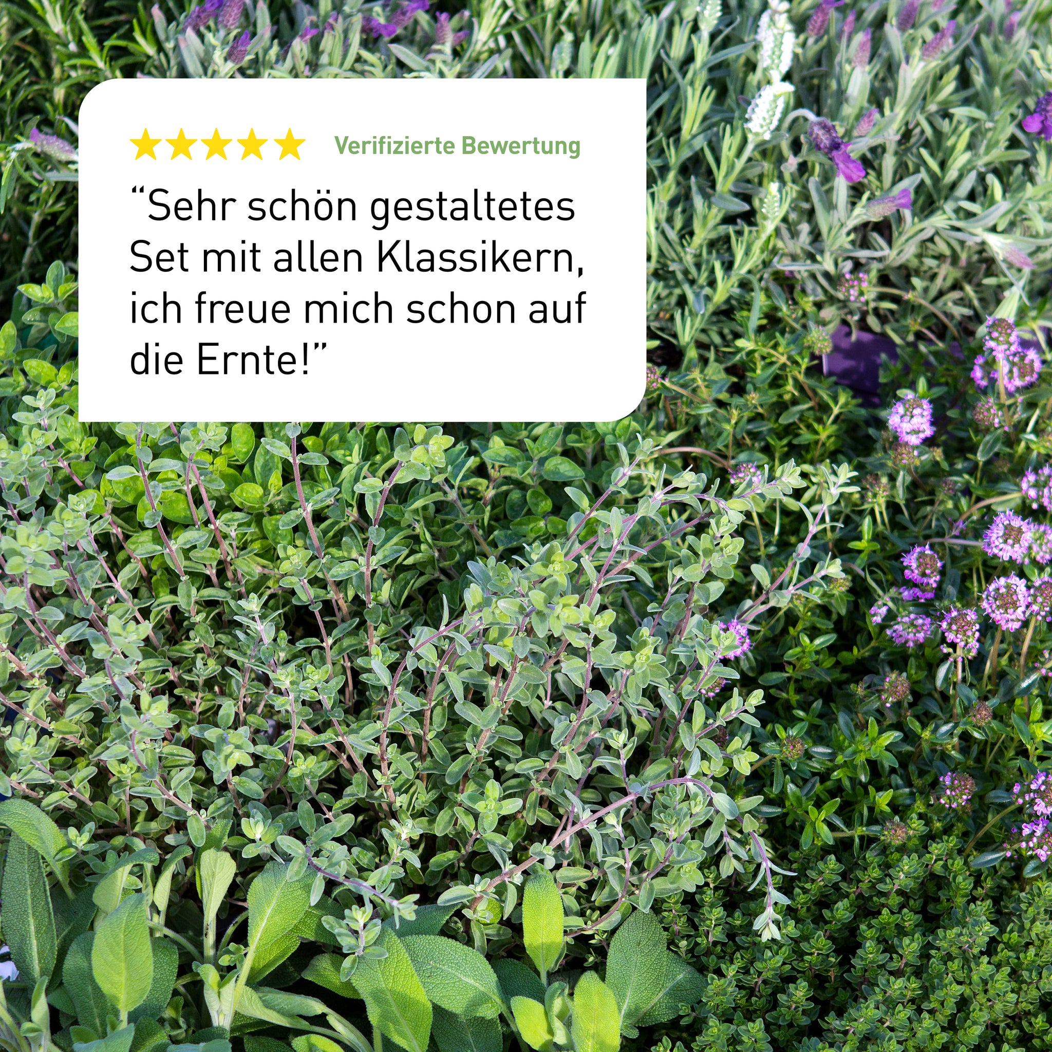 Bewertung des Plantura Bio-Kräuter Samen-Sets