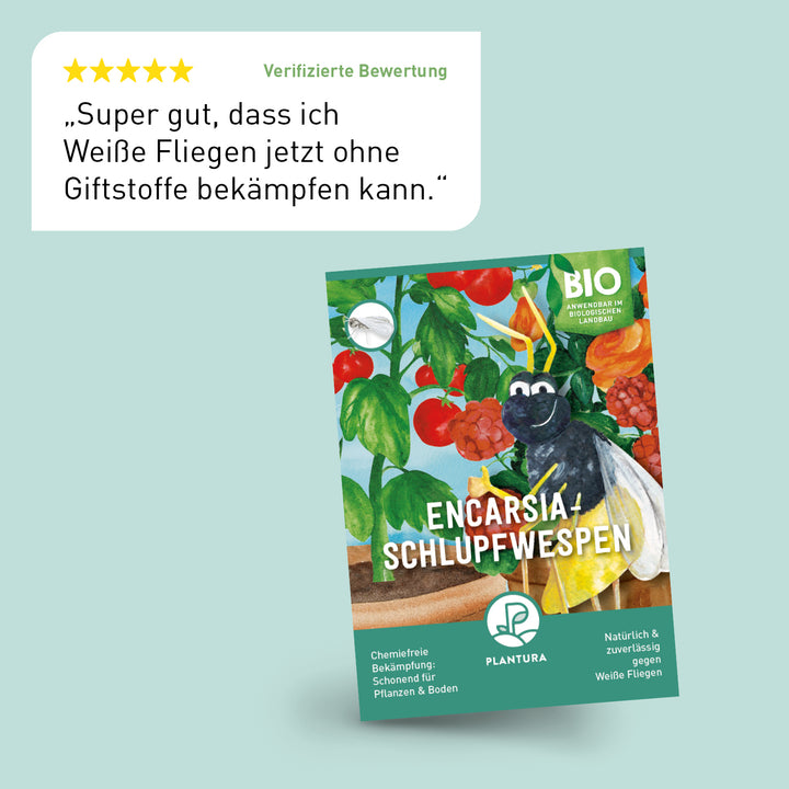 Bewertung der Plantura Encarsia-Schlupfwespen