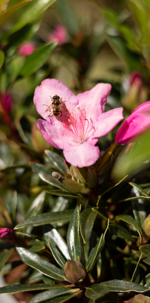 Biene sammelt Nektar auf einer rosa Rhododendronblüte