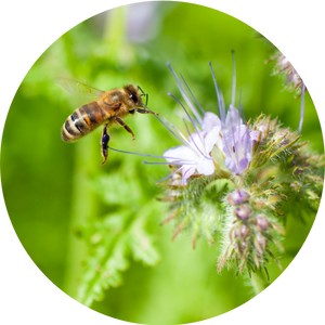 Biene an Plantura Bienenweide