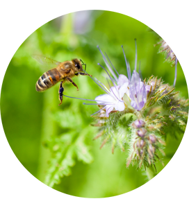 Biene an Plantura Bienenweide
