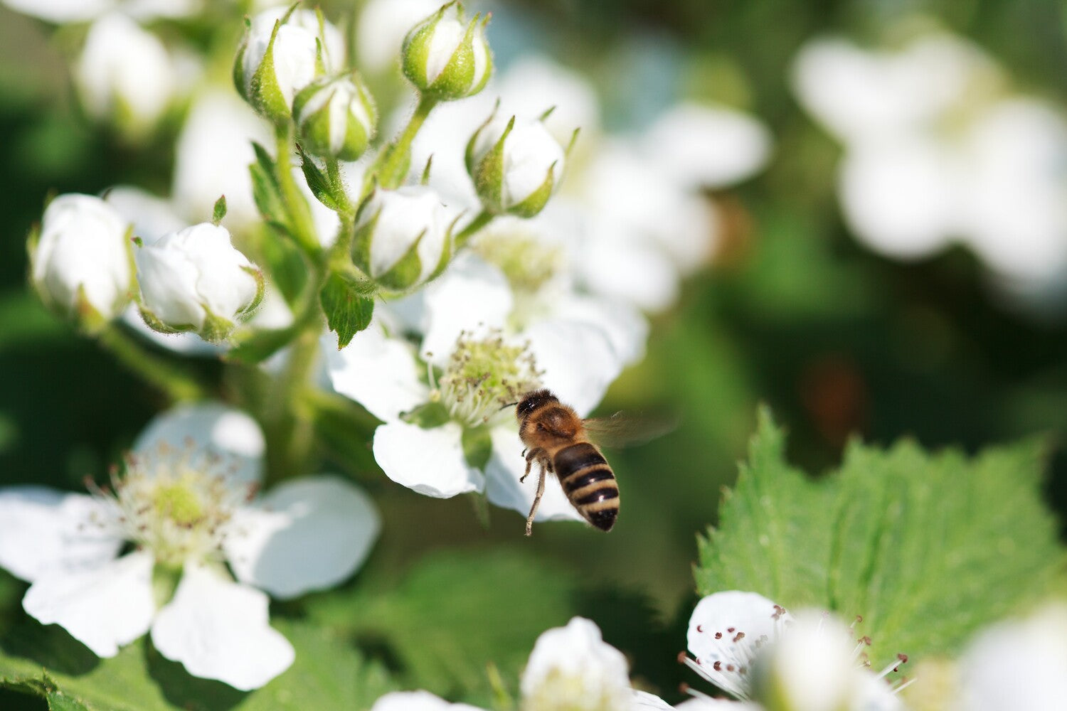 Biene an Himbeerblüte