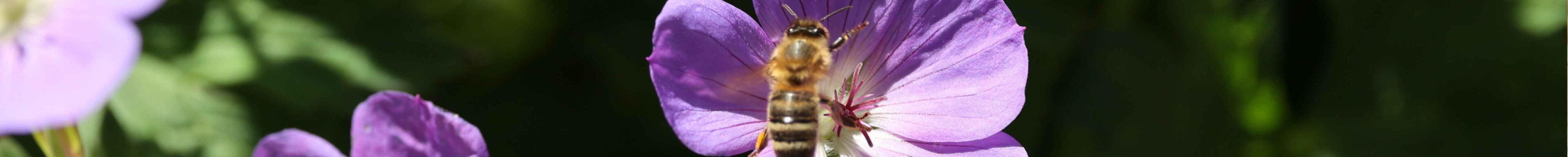 Bienenfreundliche Bodendecker