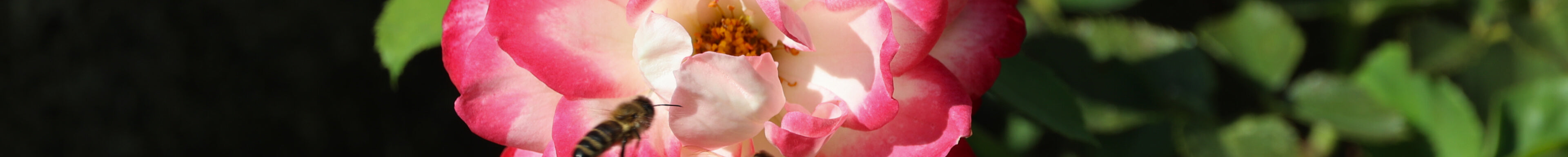 Bienenfreundliche Rosen