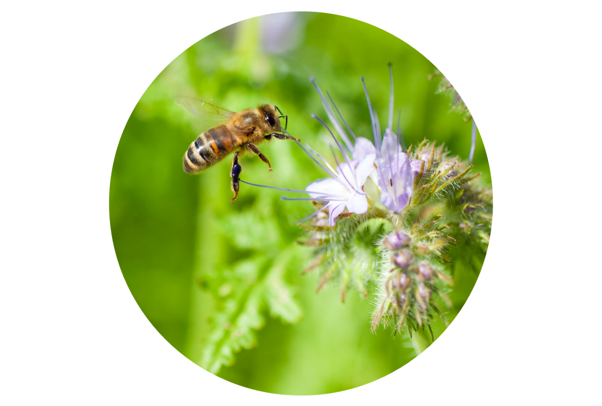 Biene an Plantura Bienenweide