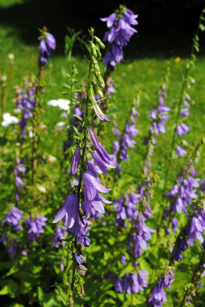 Bio-Acker-Glockenblume Wildblume-Campanula rapunculoides