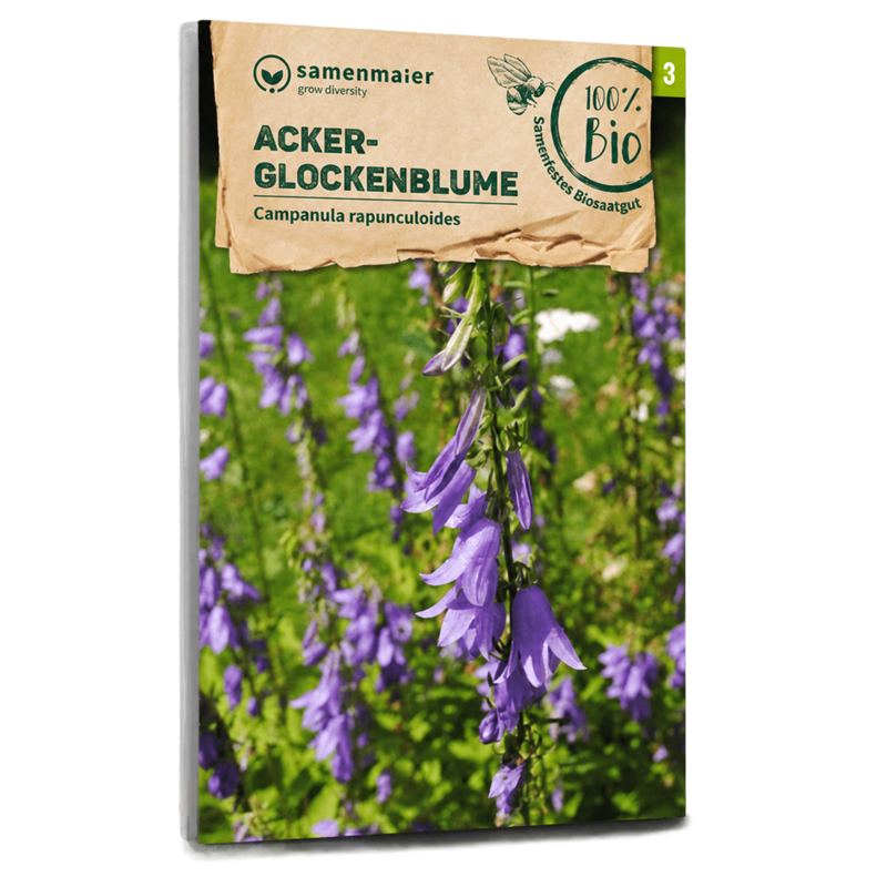 Bio-Acker-Glockenblume Wildblume Samen