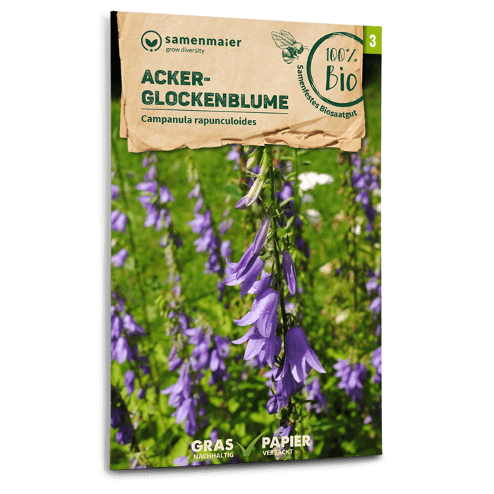 Bio-Acker-Glockenblume Wildblume Samen