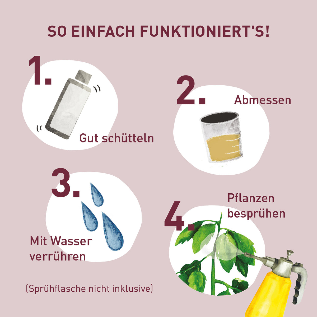 Anwendung des Bio-Ackerschachtelhalm Extrakts