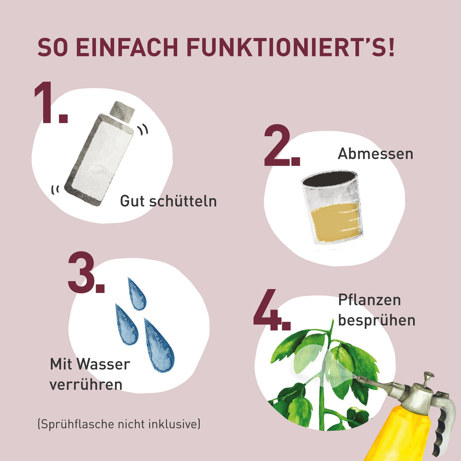 Anwendung des Bio-Ackerschachtelhalm Extrakts