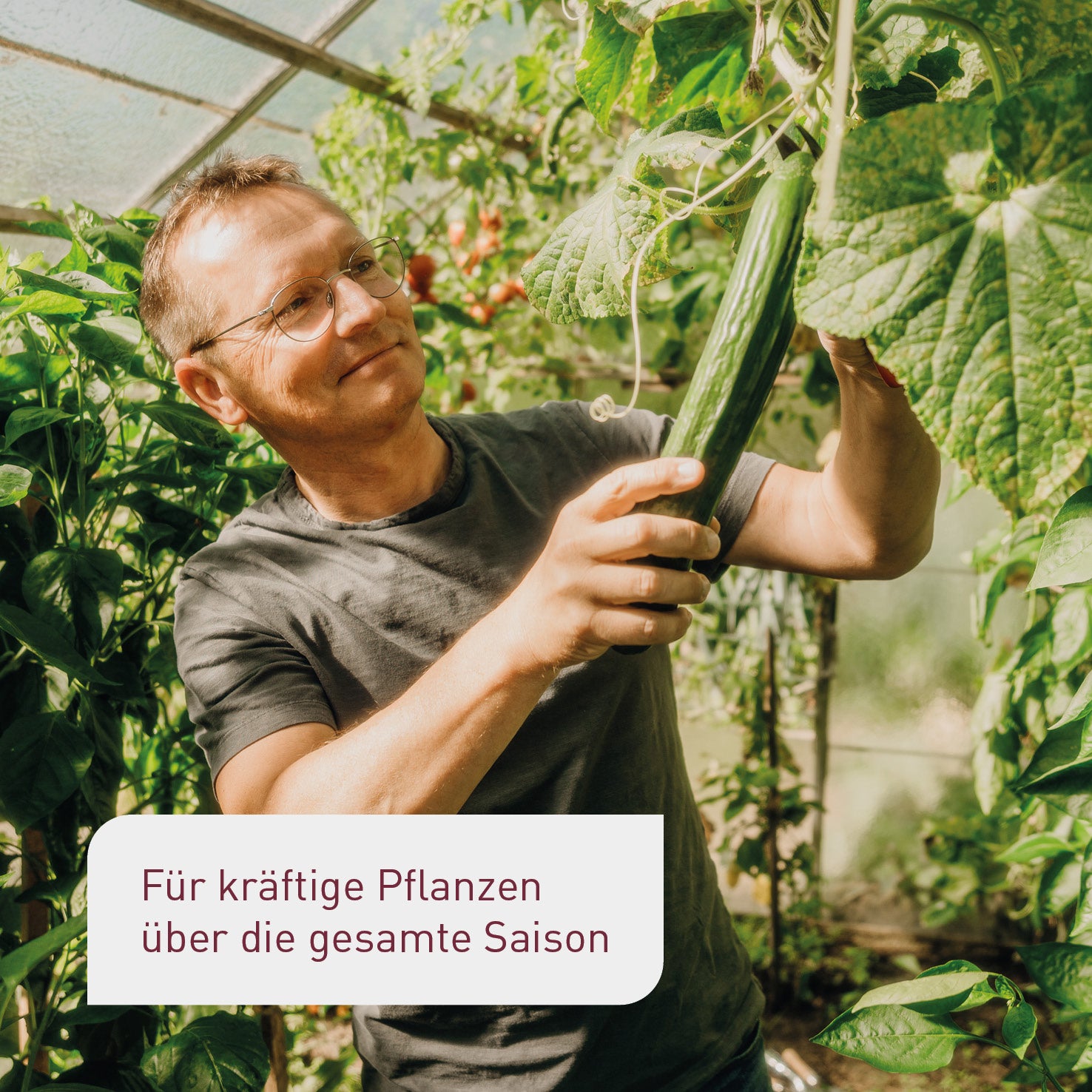Wirkung des Bio-Ackerschachtelhalm Extrakts