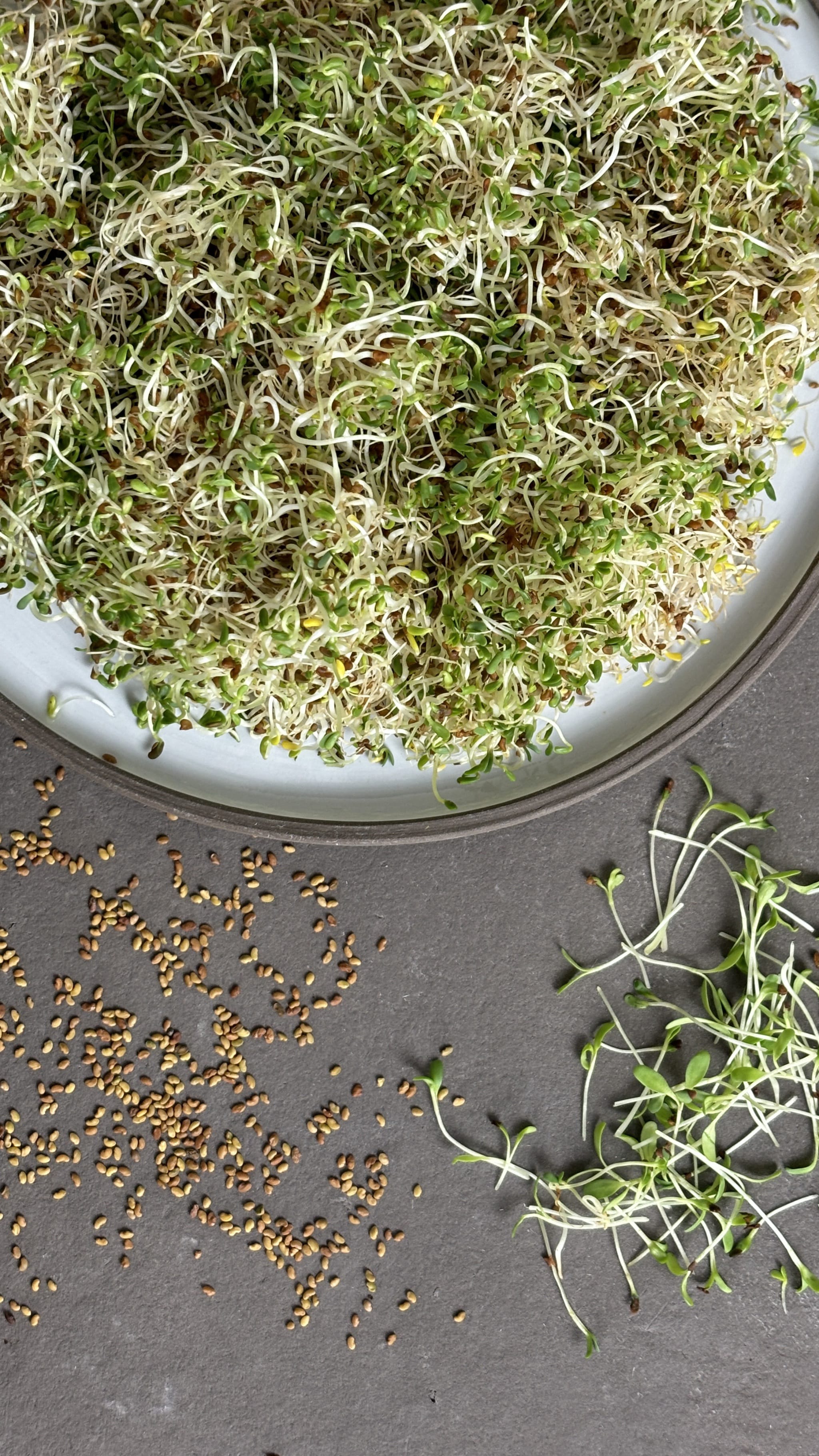 Bio-Alfalfa Luzerne Sprossen-Medicago sativa