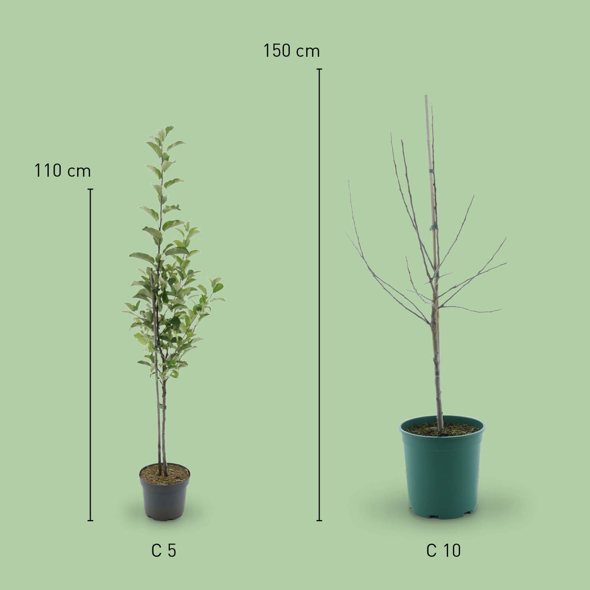 Größe des Bio-Apfelbaums ‘Alkmene’