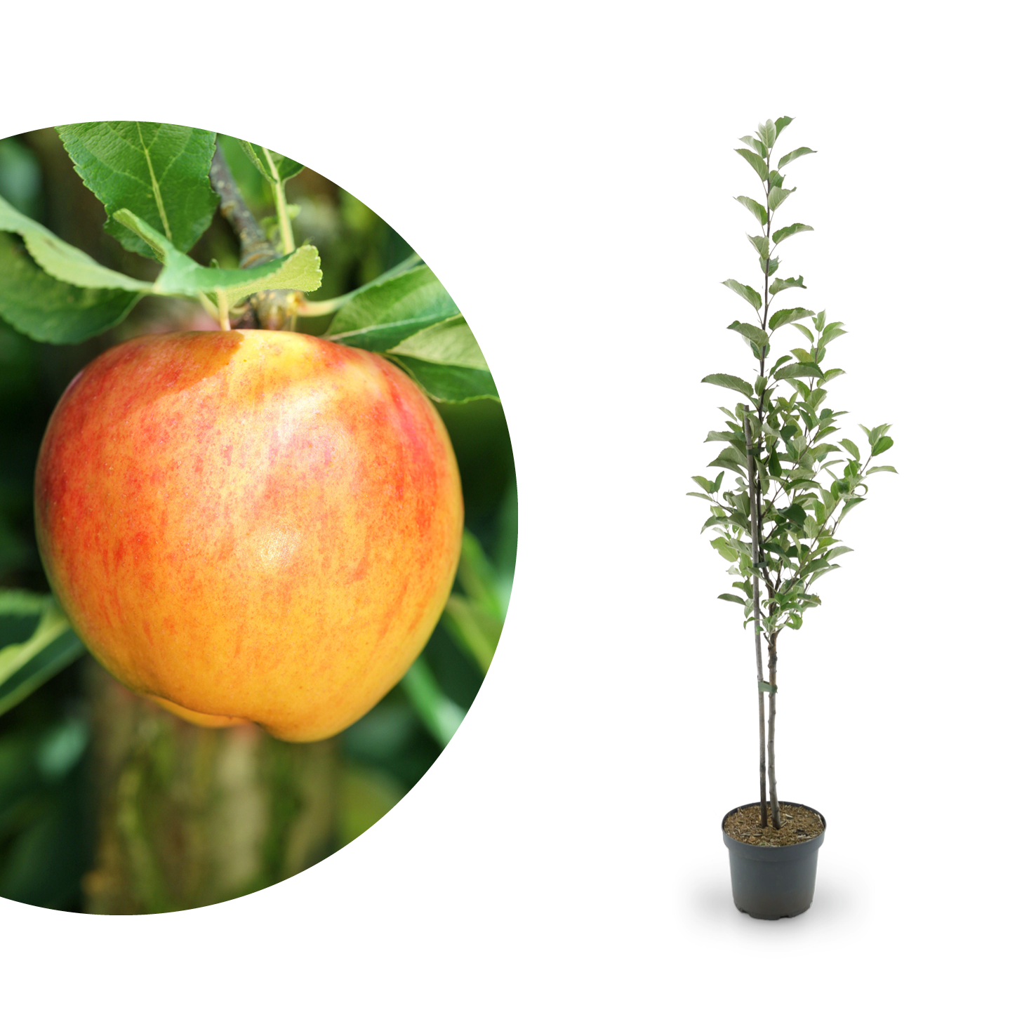 Bio-Apfelbaum ‘Alkmene’ Herbstapfel