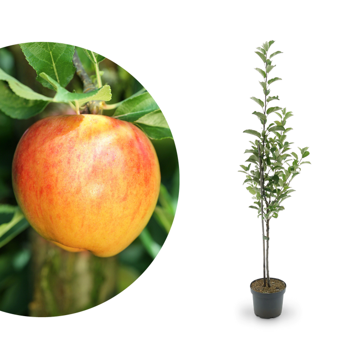 Bio-Apfelbaum ‘Alkmene’ Herbstapfel