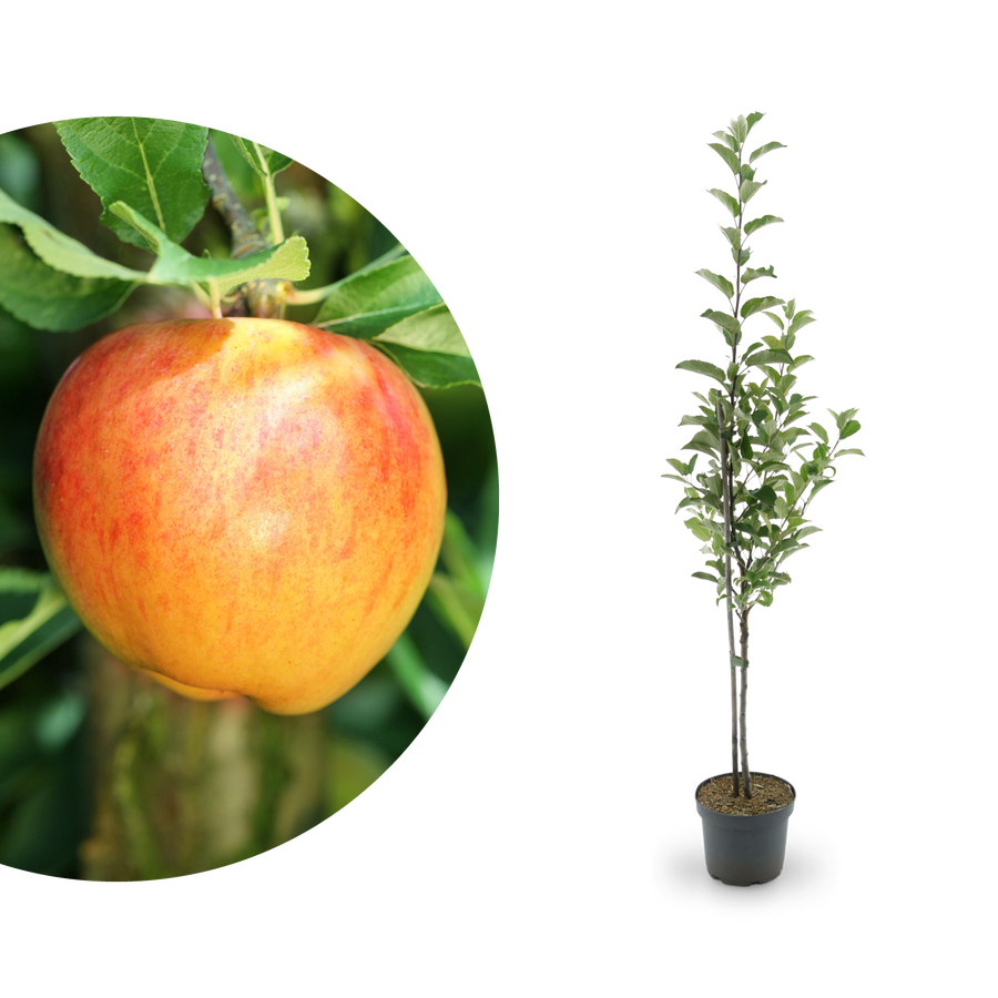 Bio-Apfelbaum ‘Alkmene’ Herbstapfel