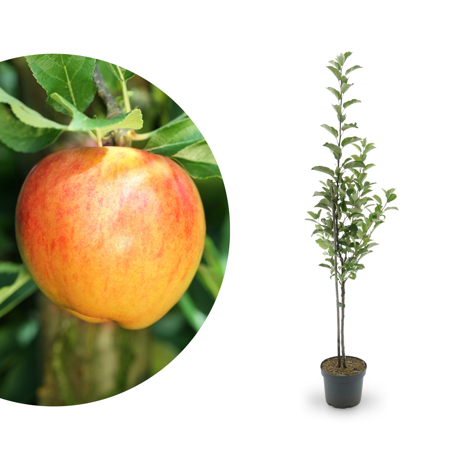 Apfelsorten: saure Plantura 50 süße, frühe & Apfelsorten -