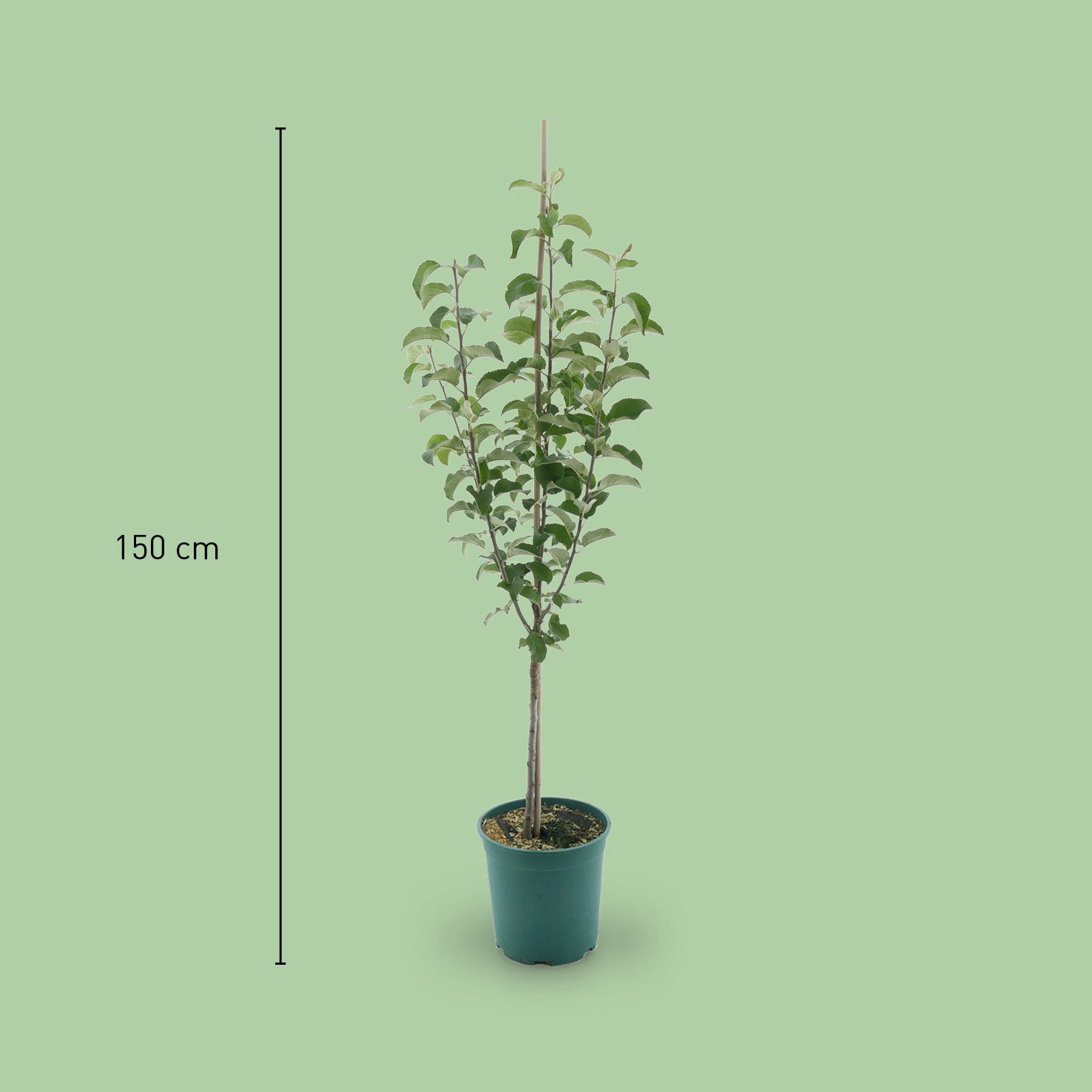 Größe des Bio-Apfelbaums 'Berlepsch'