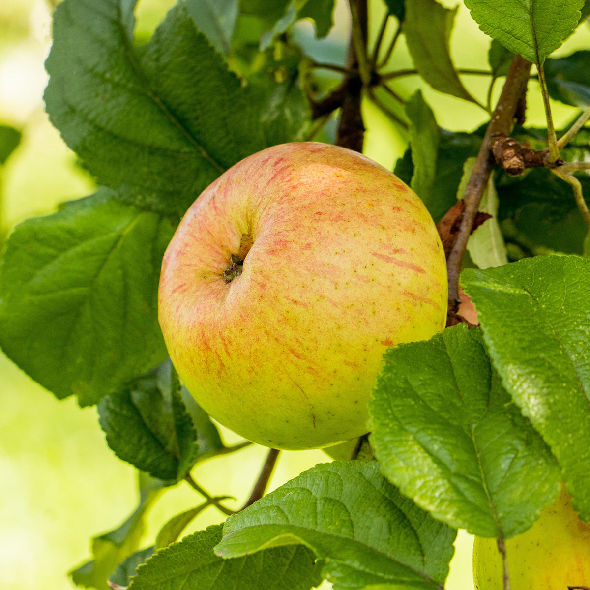 Reife Winteräpfel 'Berlepsch'