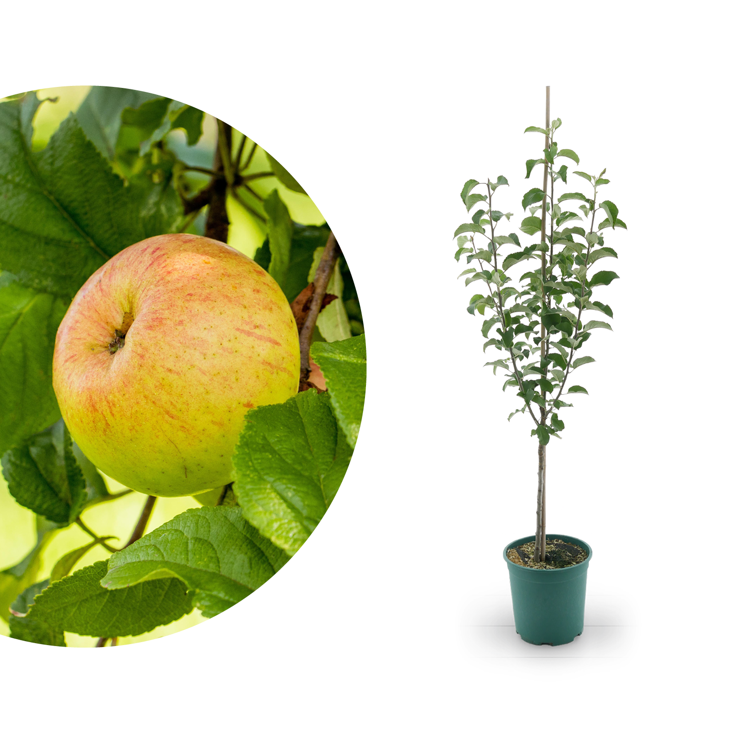 Bio-Apfelbaum 'Berlepsch' Winterapfel