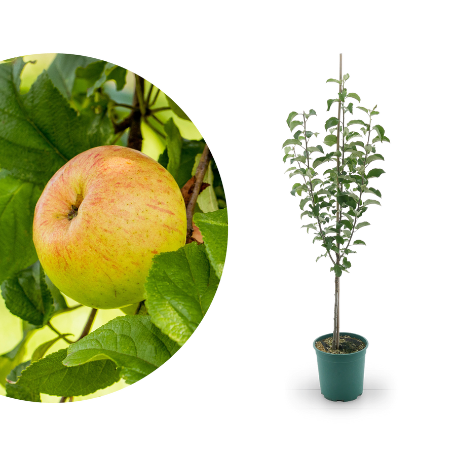 Bio-Apfelbaum 'Berlepsch' Winterapfel