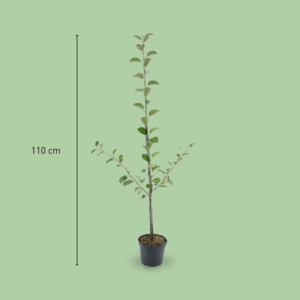 Größe des Bio-Apfelbaums 'Boskoop'