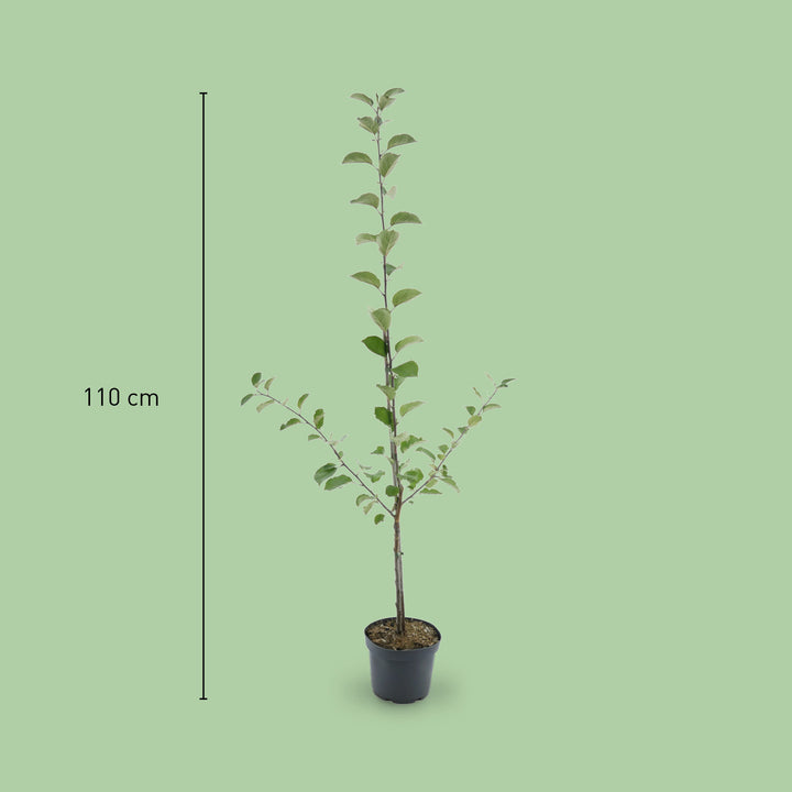 Größe des Bio-Apfelbaums 'Boskoop'