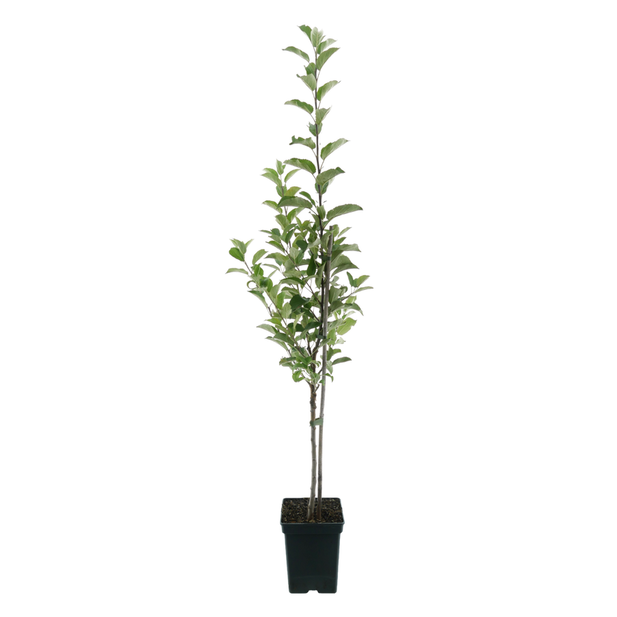 Bio-Apfelbaum 'Boskoop' Winterapfel