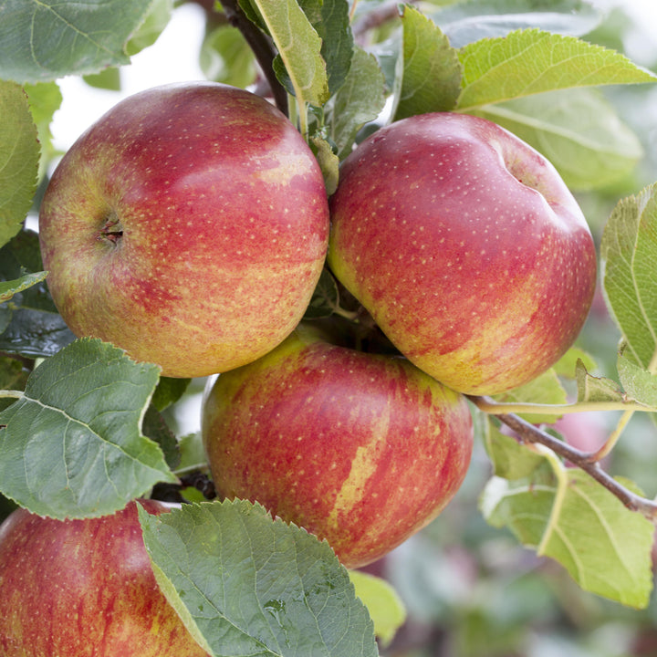 Reifer Winterapfel 'Boskoop'