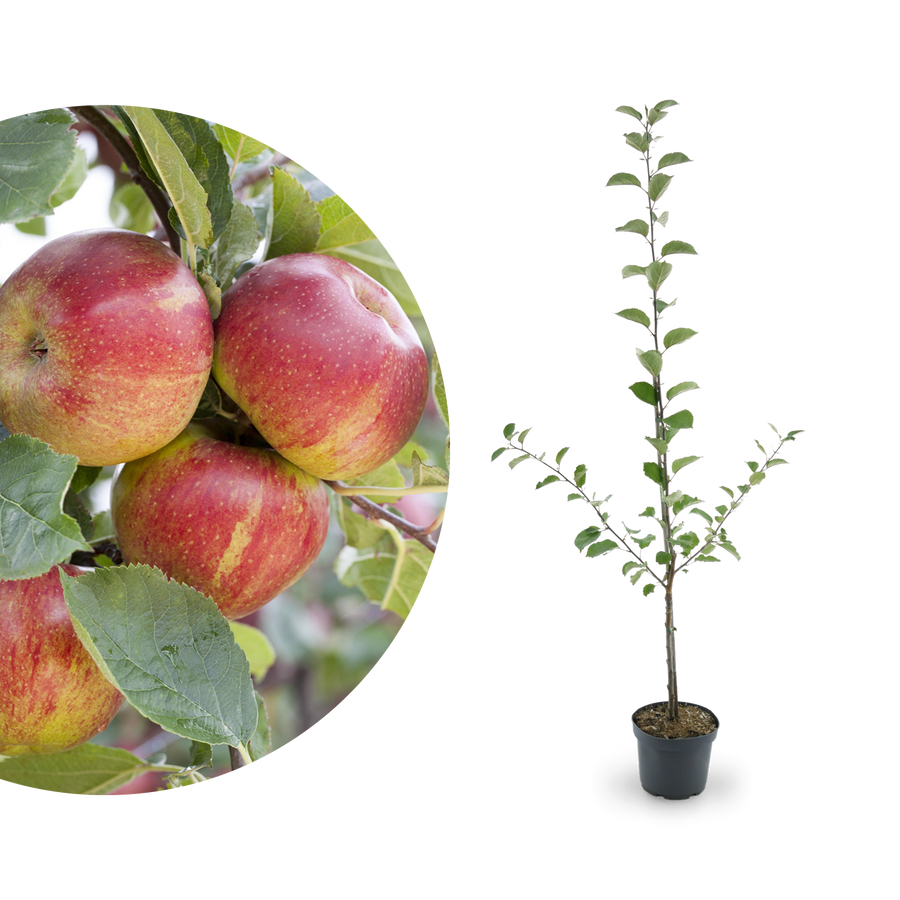 Bio-Apfelbaum 'Boskoop' Winterapfel