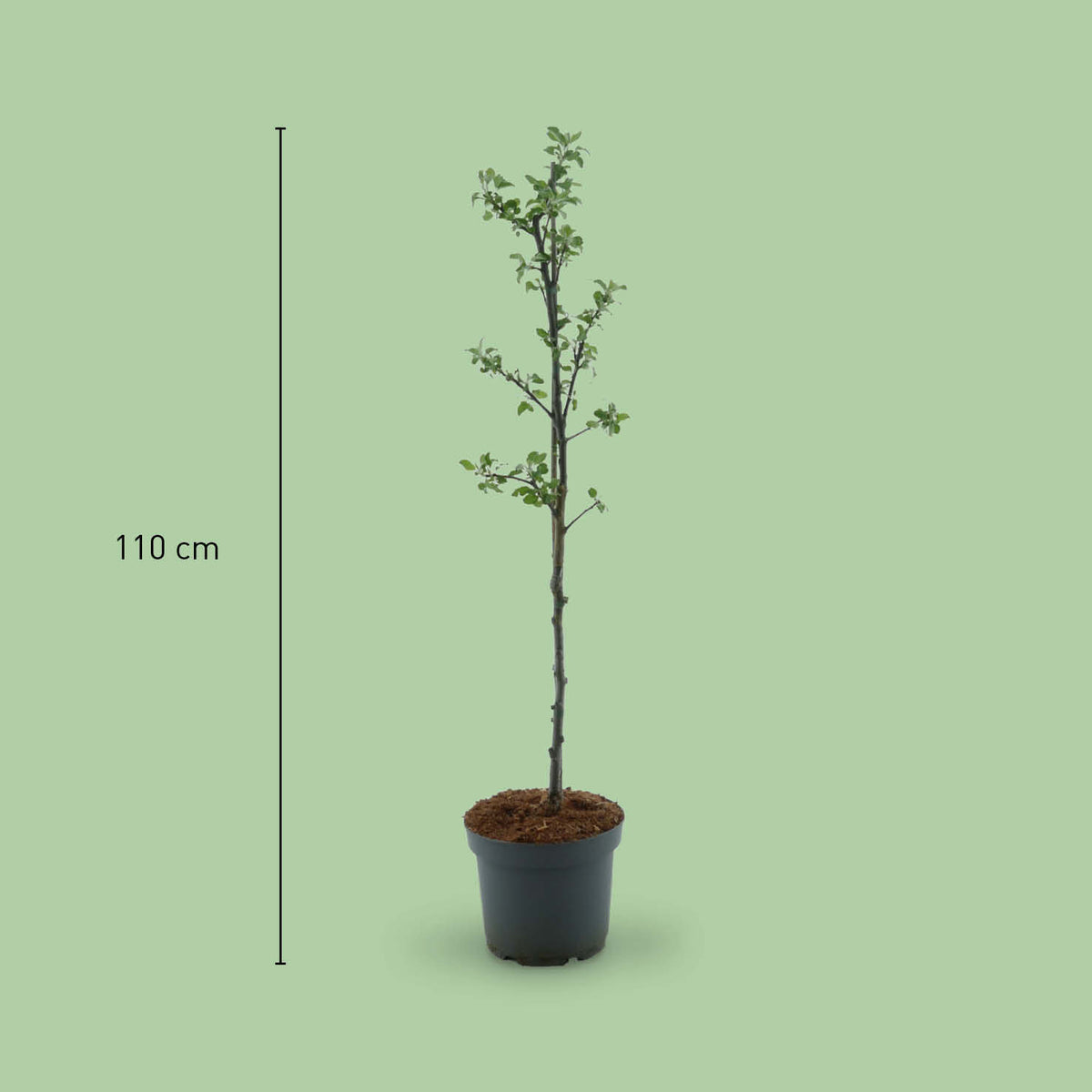 Größe des Bio-Apfelbaums 'Cox Orange Renette'