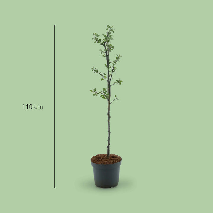 Größe des Bio-Apfelbaums 'Cox Orange Renette'